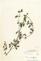 藏品(蒺藜)的圖片